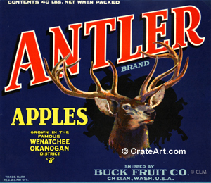 ANTLER (A) #1